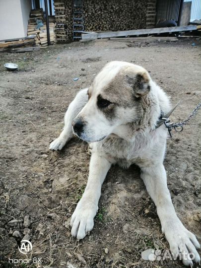 Среднеазиатская овчарка алабай вязка