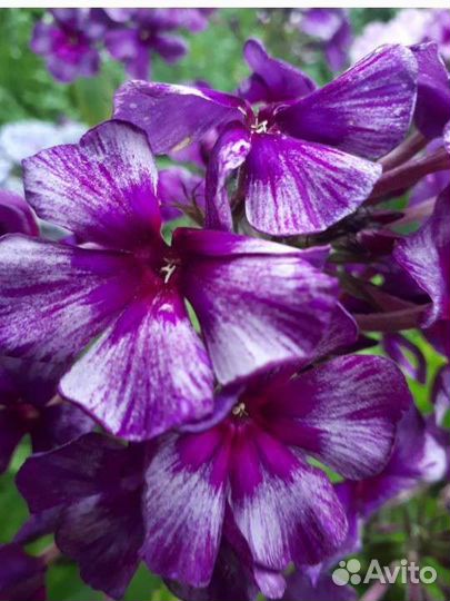 Флоксы Люпины цветы для дачи