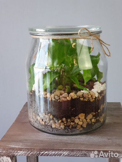 Флорариум В банке