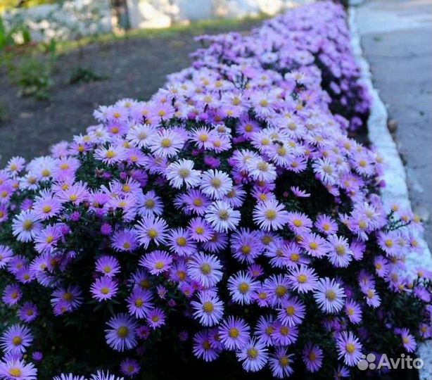 Саженцы астры многолетней (сентябринки)