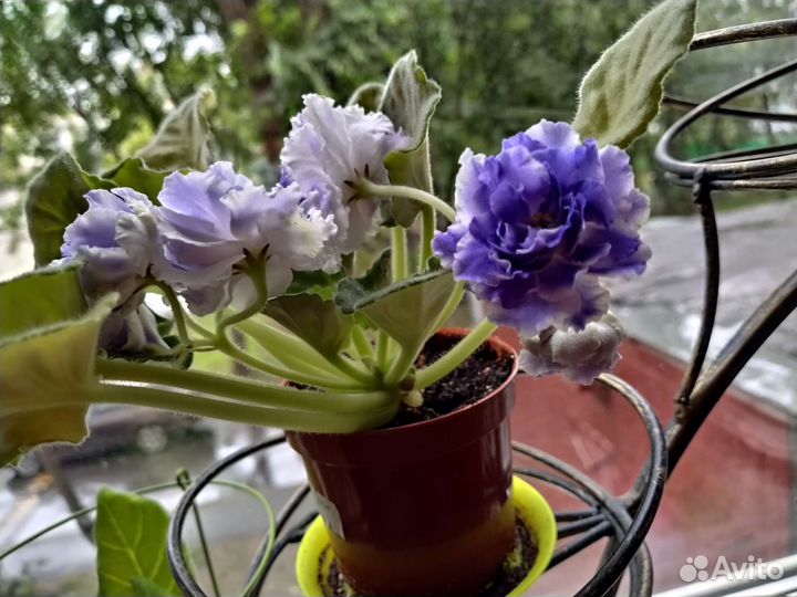 Фиалка махровая