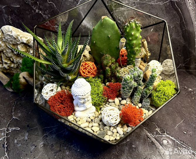 Флорариум суккуленты