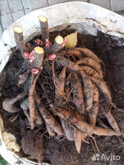 Пион желтый саженцы