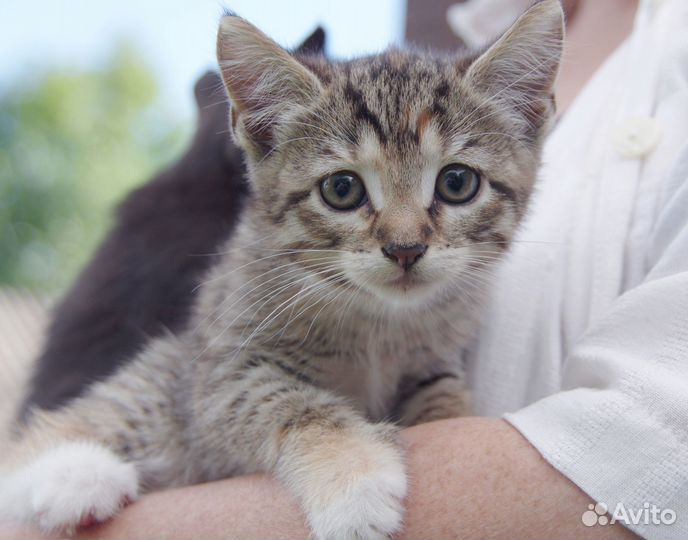 Полосатый заяц