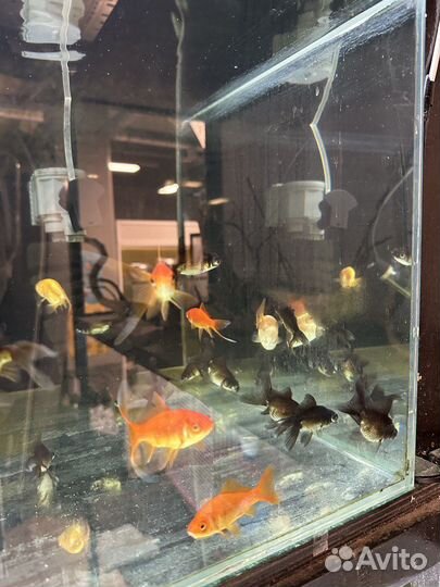 Золотая Рыбка