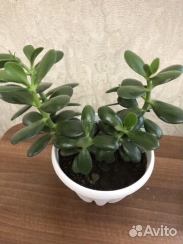 Толстянка денежное дерево