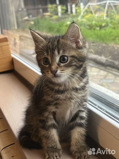 Котенок девочка бесплатно