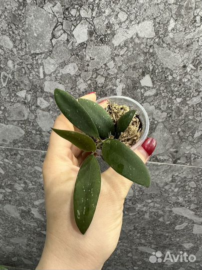 Хойя,часть 5