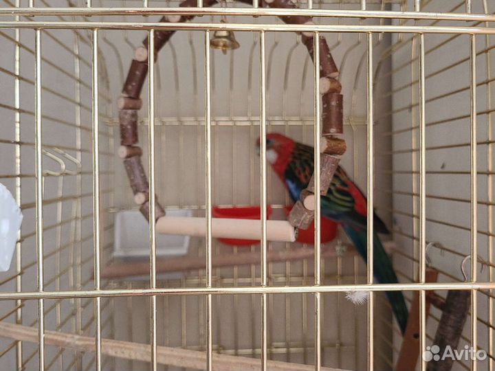 Попугай розелла