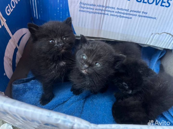 Котята в добрые руки