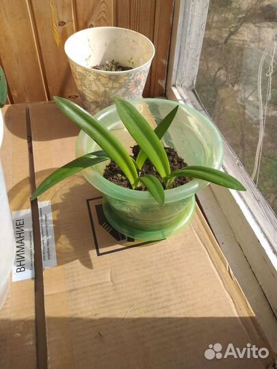 Гиппиаструм