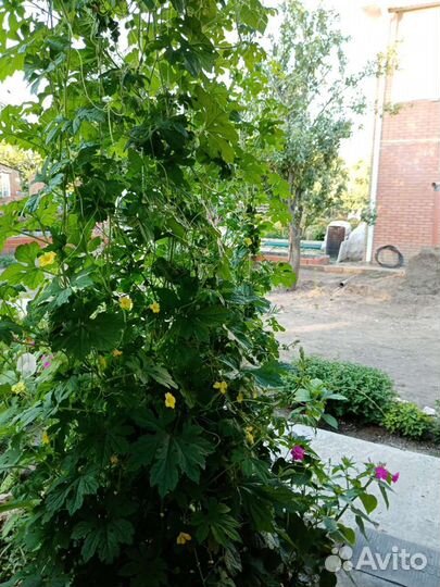 Семена Мамордики