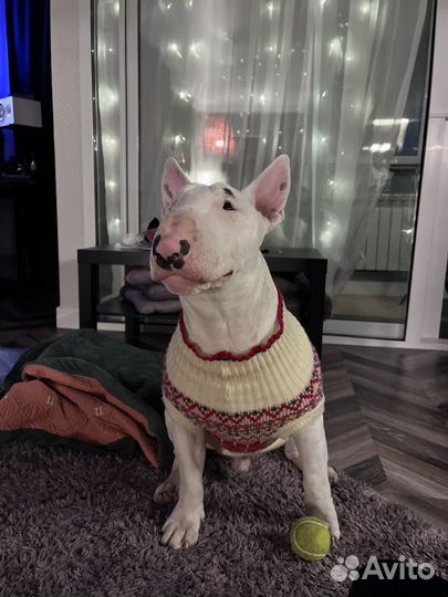 Свитер для собак средних пород