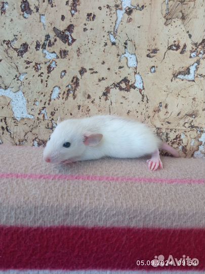 Крысы, крысята дамбо от заводчика, клетки