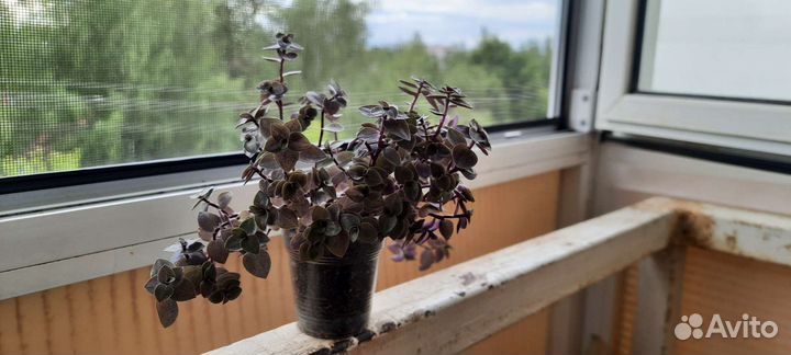 Традесканция мелколистная (коллизия ползучая)