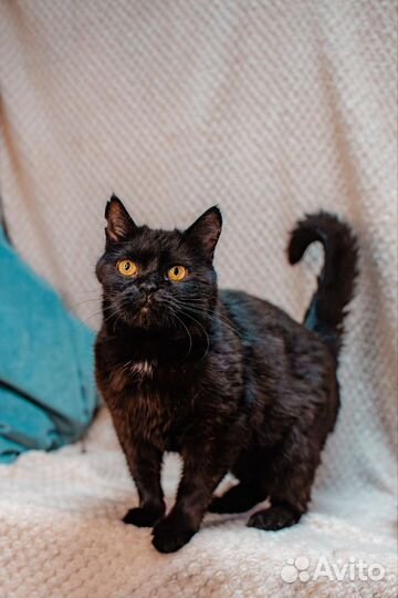 Челси ищет дом