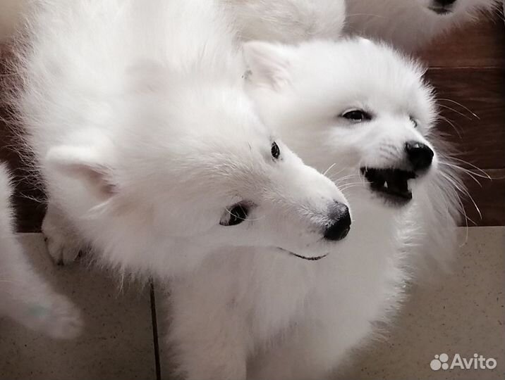 Белоснежные мальчики щенки японского шпица