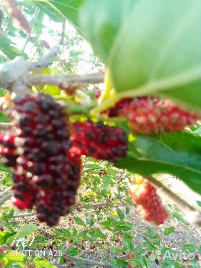 Саженцы шелковицы чёрной