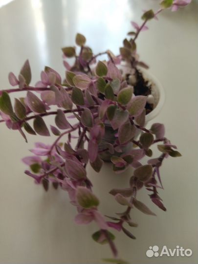 Каллизия pink panther розовая пантера