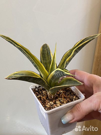 Сансевиерия