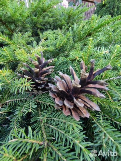 Шишки сосновые