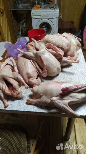 Копченые утки, гуси