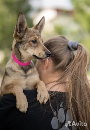 Щенок в добрые руки