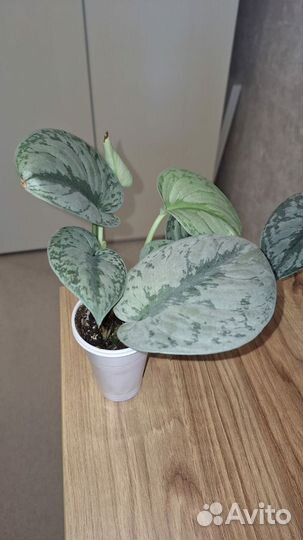 Сциндапсус экзотика