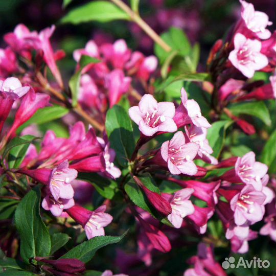 Вейгела цветущая, семена