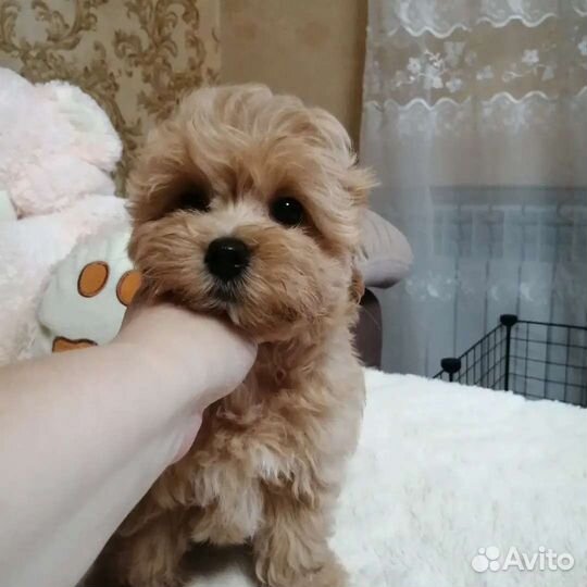 Щенки мальтипу