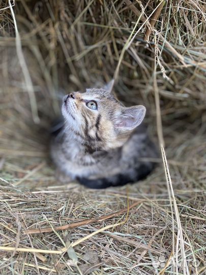 Котенок в добрые руки