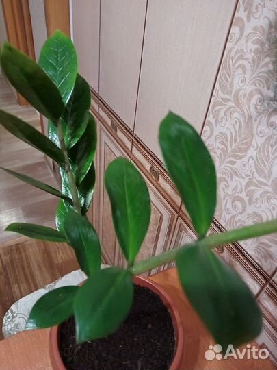 Цветок замиокулькас