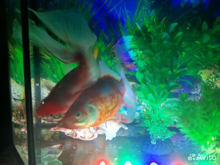 Аквариумные рыбки