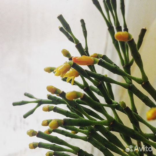 Хатиора солеросовая