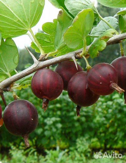 Безшипый крыжовник