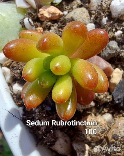 Суккуленты