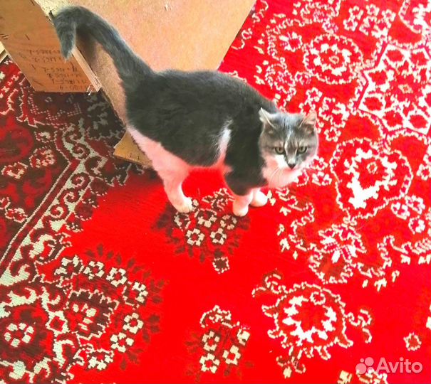 Кошечка ищет дом