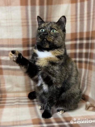 Кошка красавица