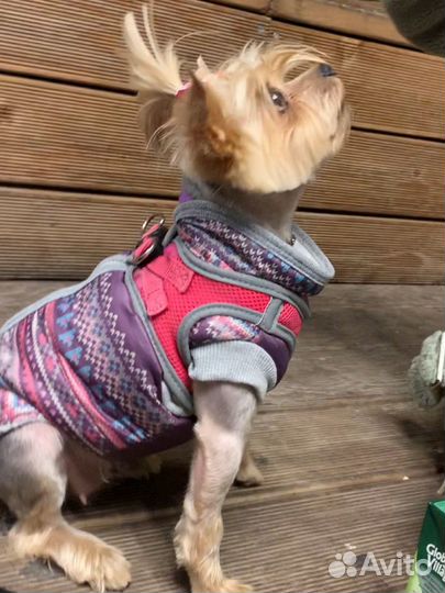 Одежда для маленьких собак