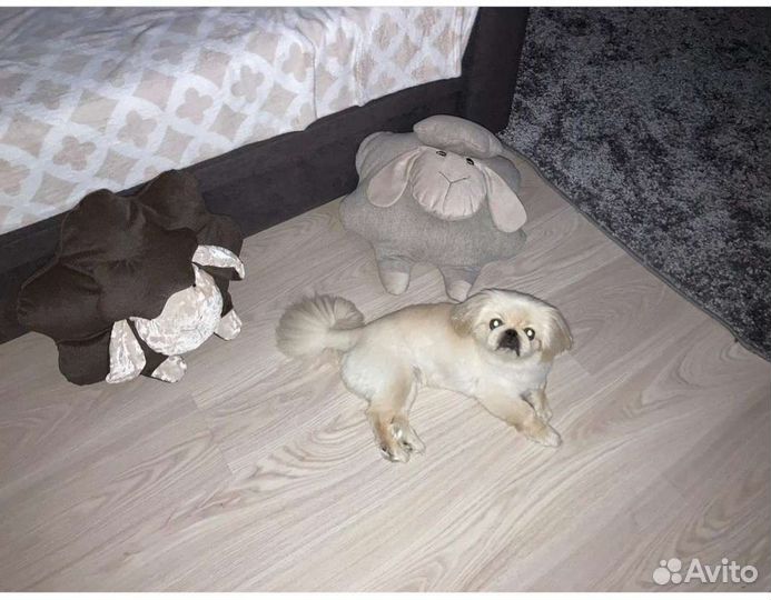 Вязка пекинес