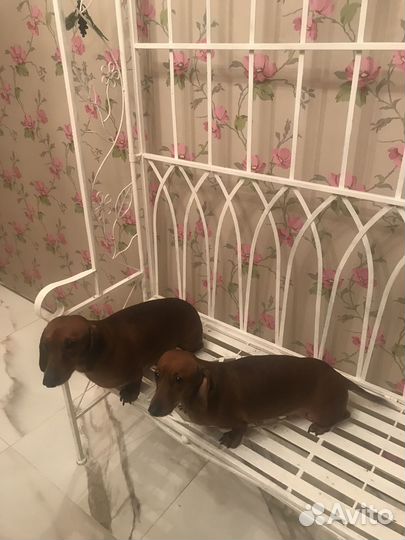 Собаки бесплатно такса