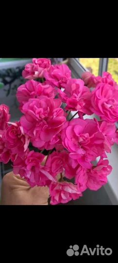 Герань пеларгония