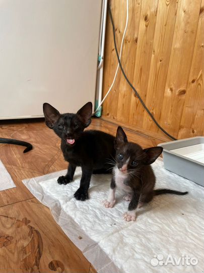 Ориентальная