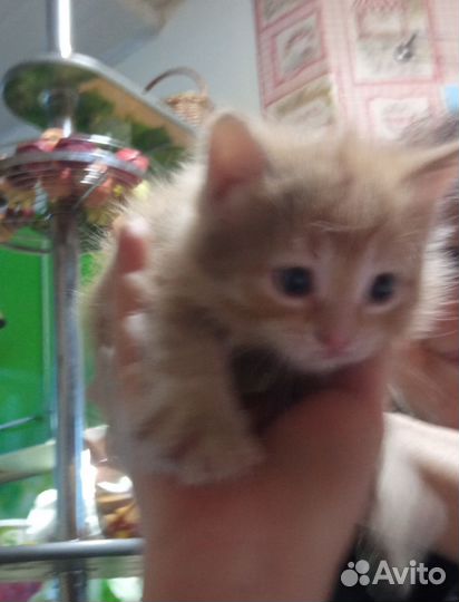 Котята рыжие бесплатно