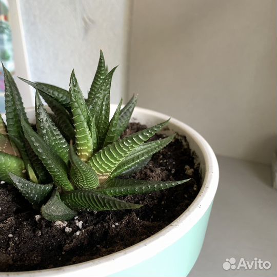 Хавортия суккуленты