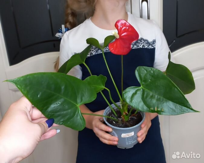 Комнатные цветы. разные сорта и размеры