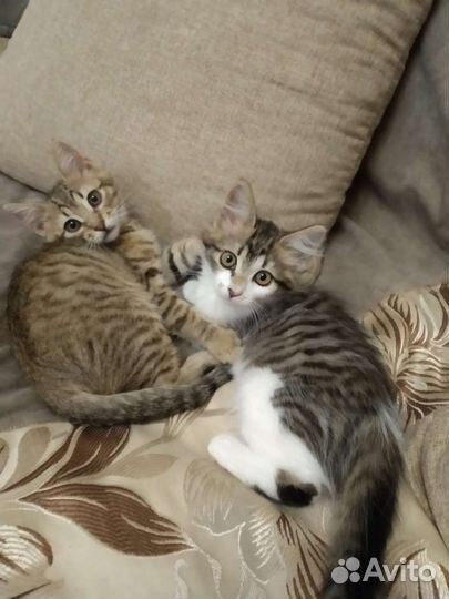 Котята в добрые руки москва