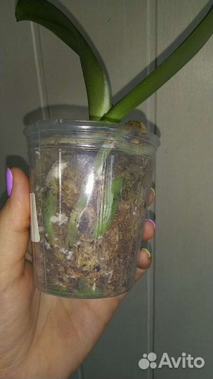 Орхидея Miki Gorgeous