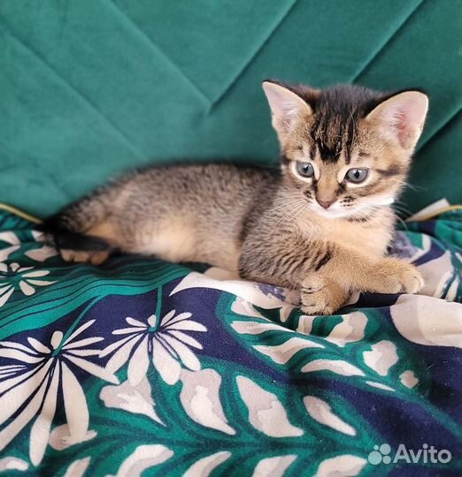 Абиссинские котята