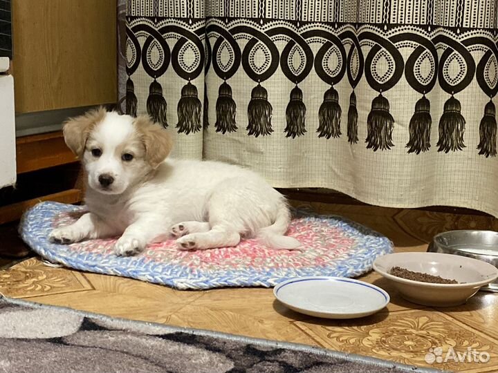 Отдам в добрые руки